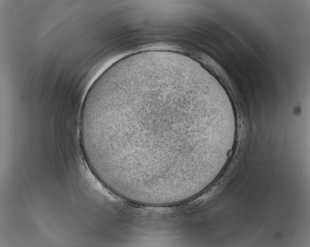 X0000115580860200912011437