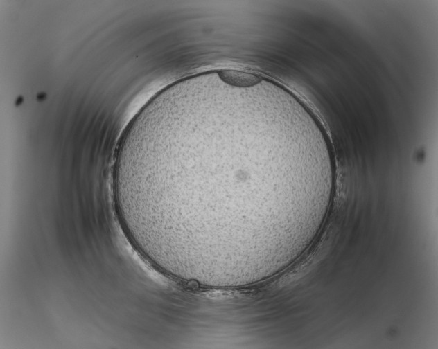 X0000115580906200912011436