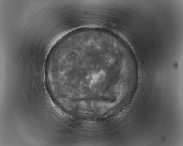 X0000115580935200912011435