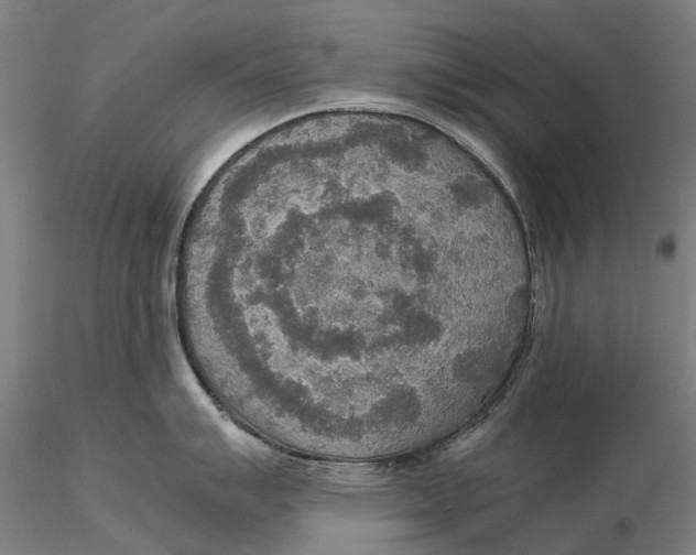 X0000115581007200912011434