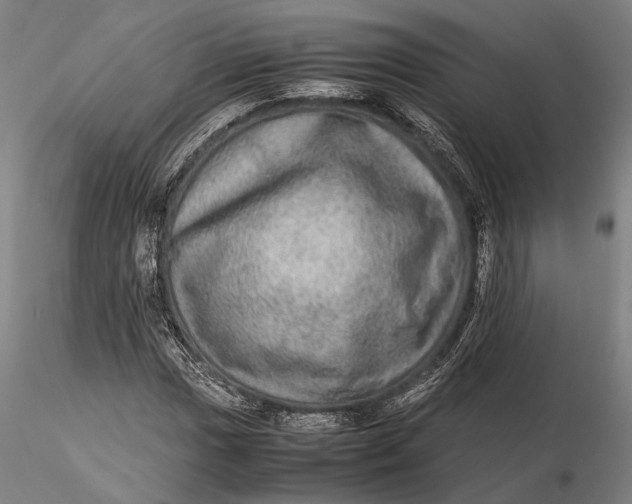 X0000115581017200912011434