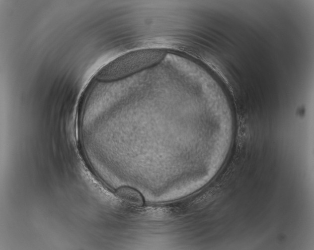 X0000115581080200912011433