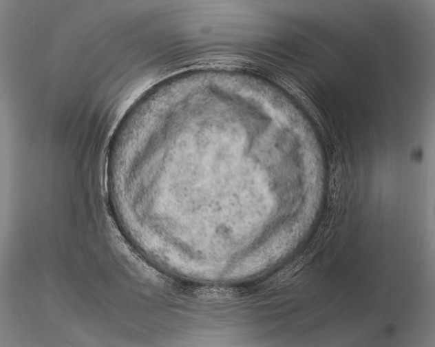 X0000115581083200912011433