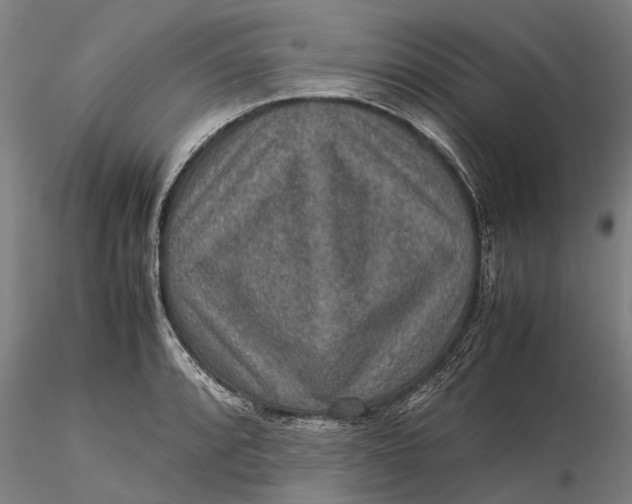 X0000115581088200912011433