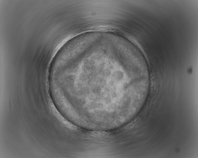 X0000115581091200912011433