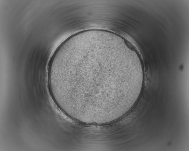 X0000115581096200912011433