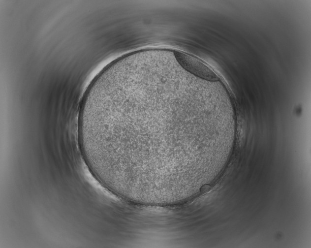 X0000115581100200912011433