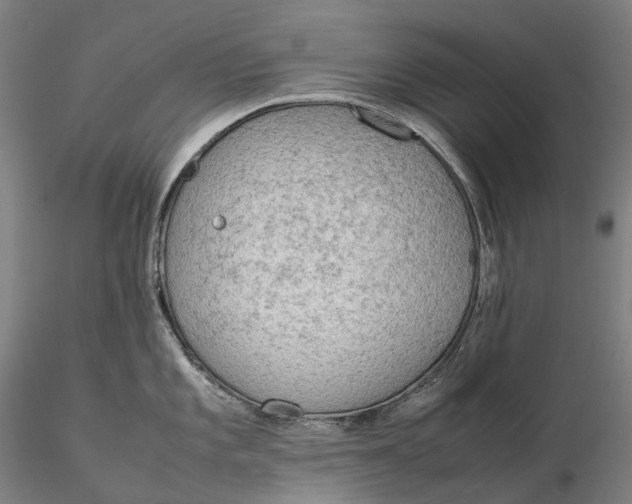 X0000115581101200912011433