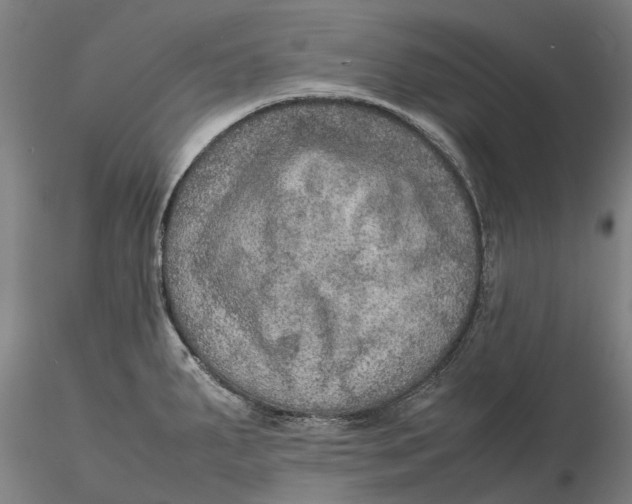 X0000115581287200912011430