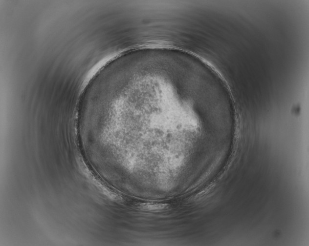 X0000115581325200912011429