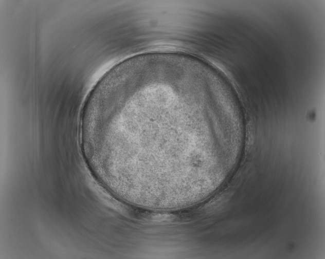 X0000115581467200912011427