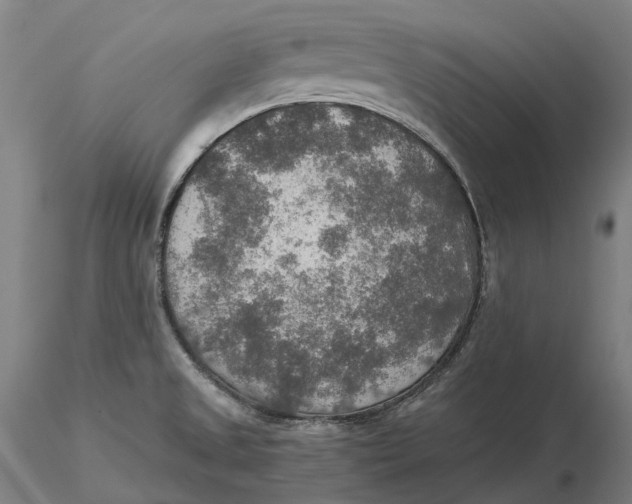 X0000115581525200912011427