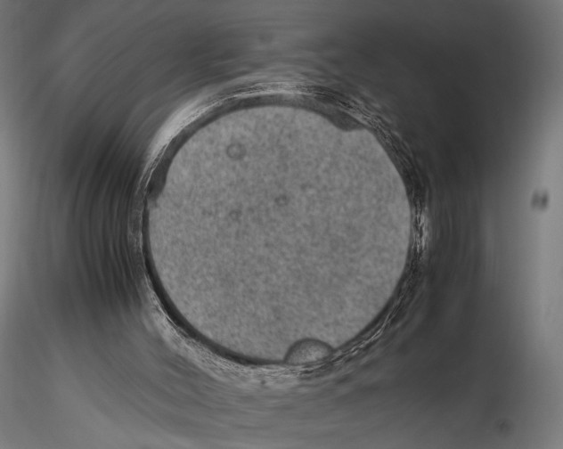 X0000115580004200912081036