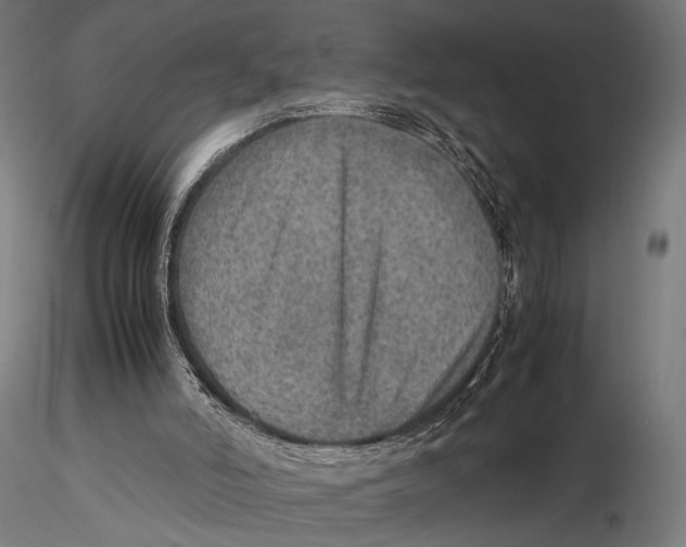 X0000115580006200912081036