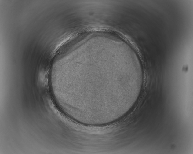 X0000115580010200912081036