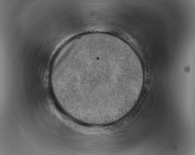 X0000115580012200912081036