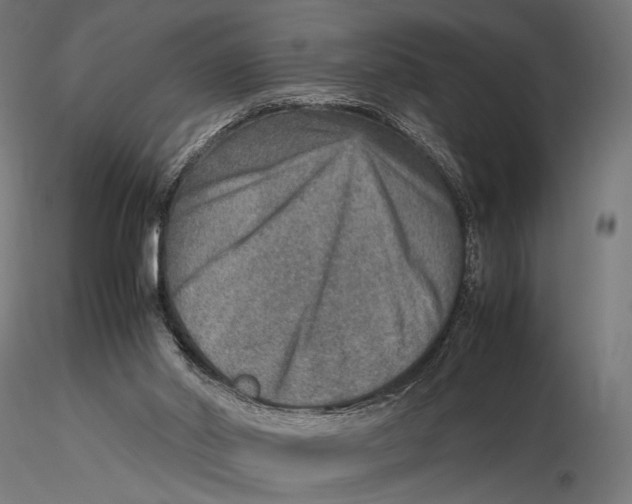 X0000115580014200912081036