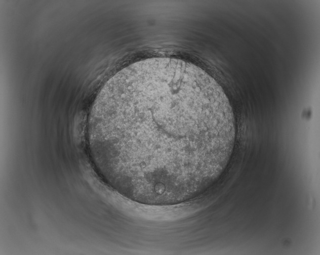 X0000115580030200912081036