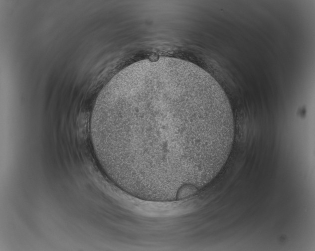 X0000115580034200912081036