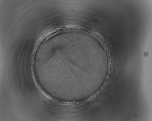 X0000115580049200912081035