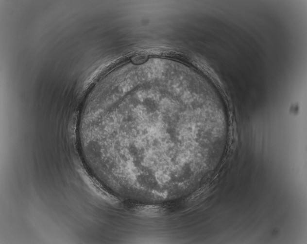 X0000115580058200912081035