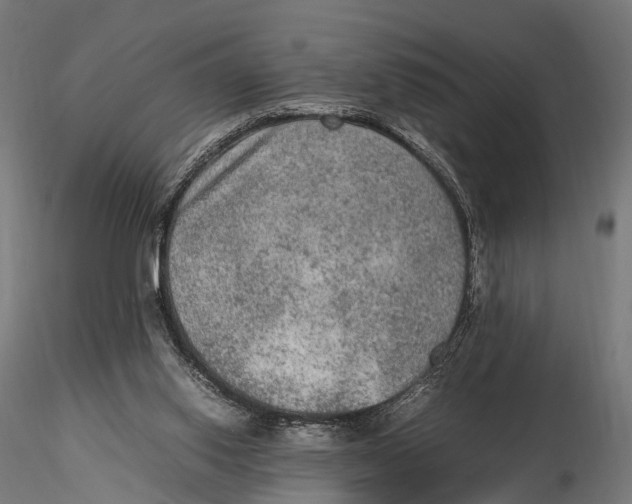 X0000115580062200912081035