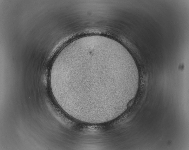 X0000115580064200912081035