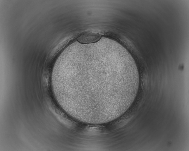 X0000115580072200912081035