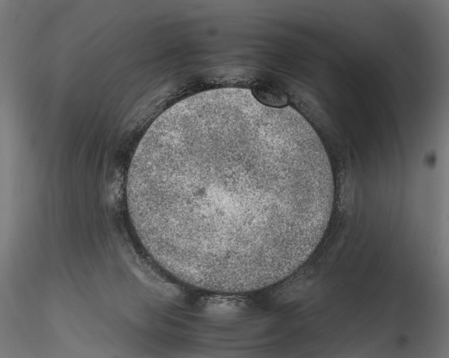 X0000115580077200912081035