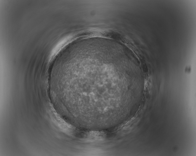 X0000115580101200912081035