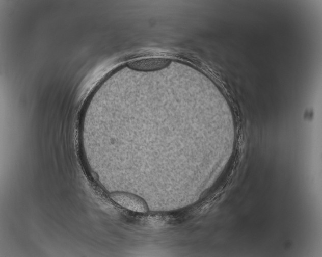 X0000115580103200912081035