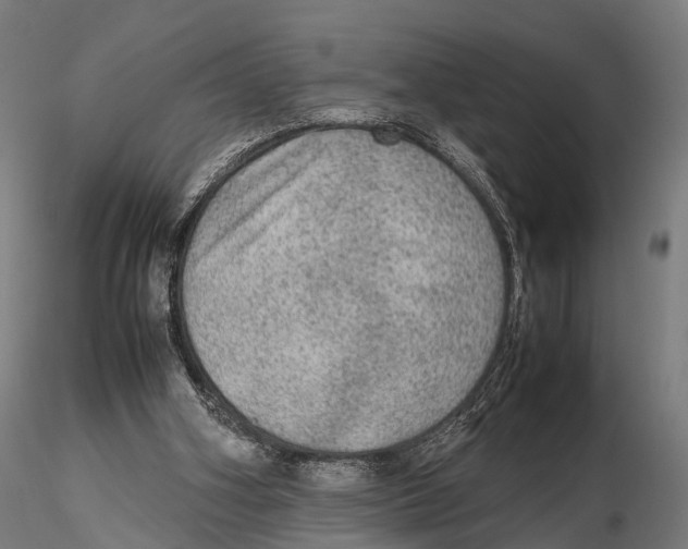 X0000115580106200912081035