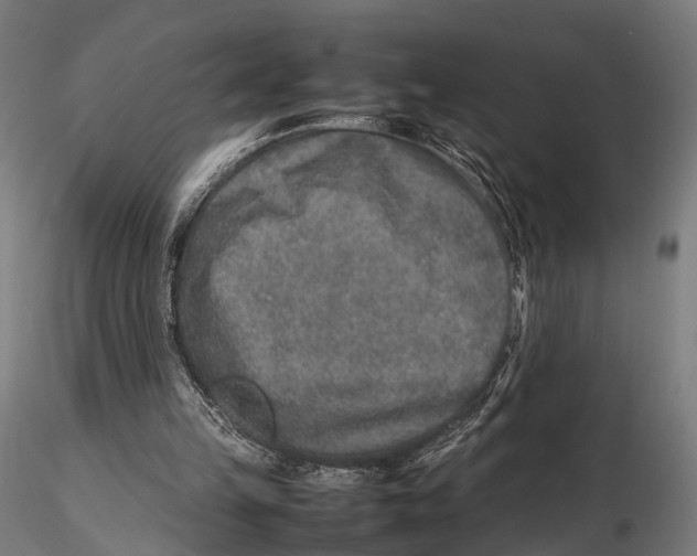 X0000115580149200912081034