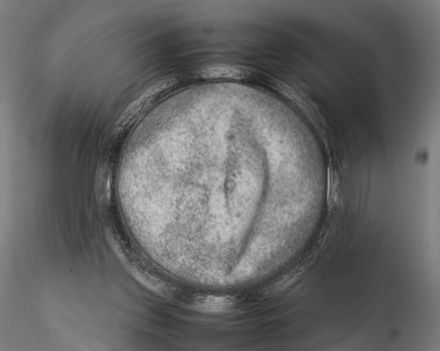 X0000115580157200912081034