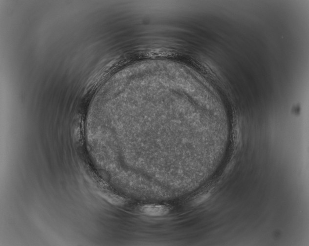 X0000115580169200912081034