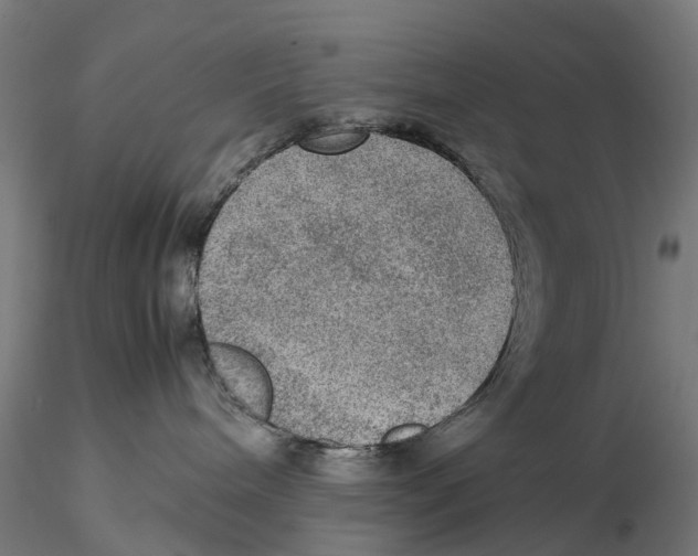 X0000115580240200912081033