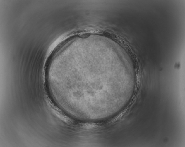 X0000115580246200912081032