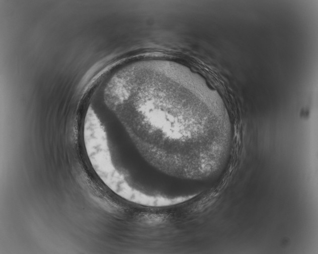 X0000115580247200912081032