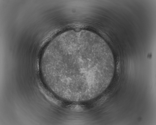 X0000115580254200912081033