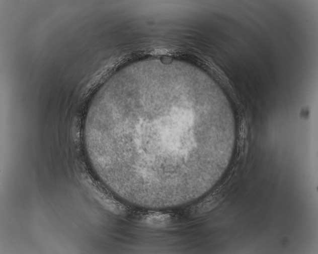 X0000115580257200912081033