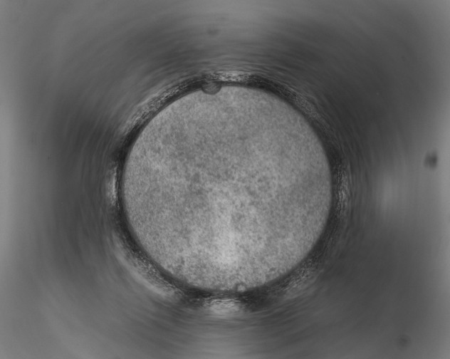 X0000115580262200912081033