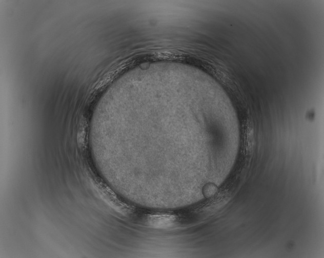 X0000115580266200912081033