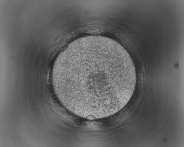 X0000115580268200912081033