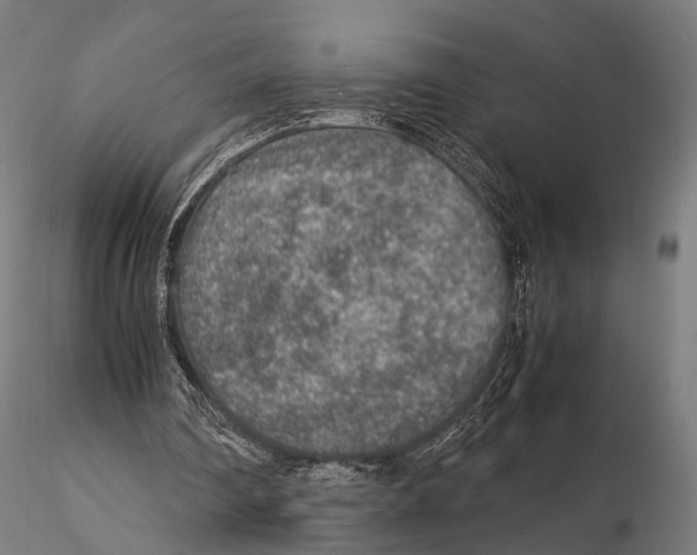 X0000115580290200912081032