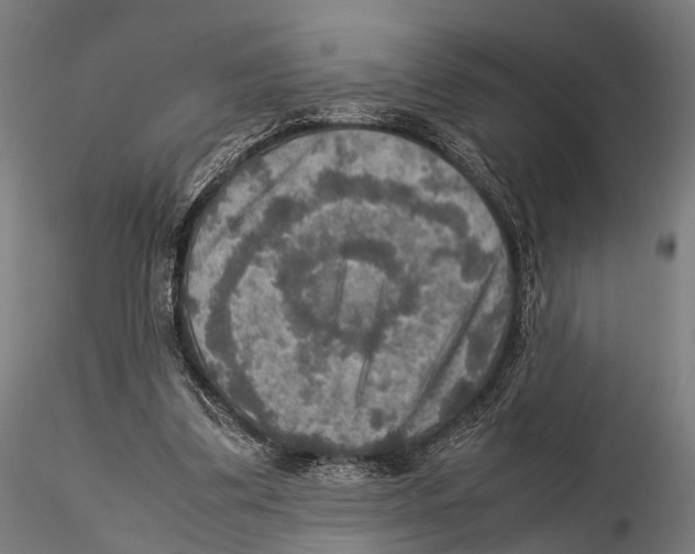 X0000115580299200912081032