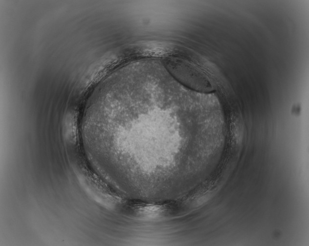 X0000115580312200912081032