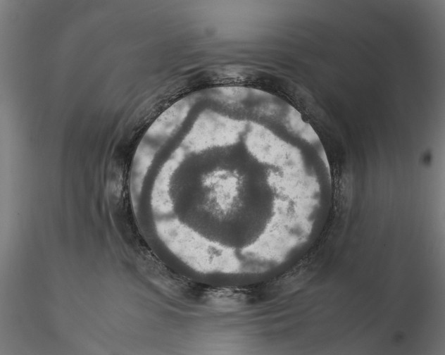 X0000115580331200912081032