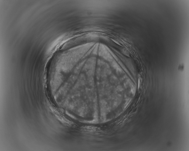 X0000115580339200912081031