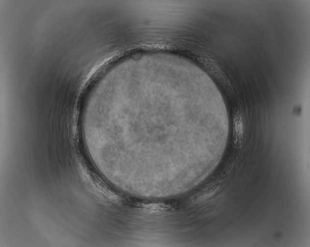 X0000115580396200912081031