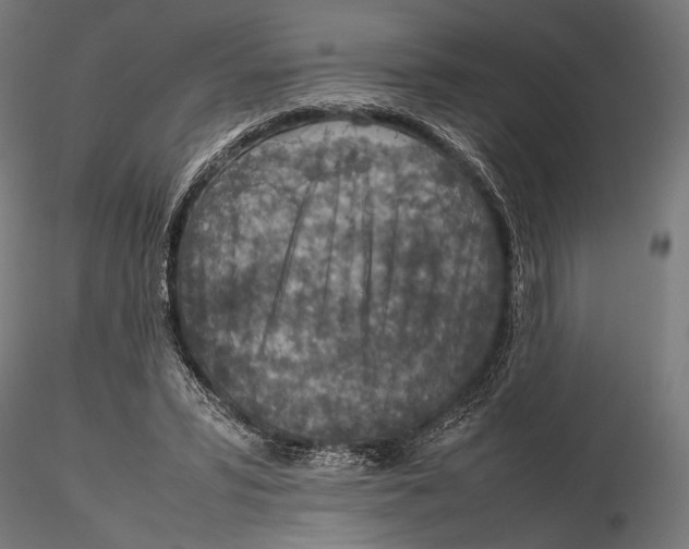 X0000115580399200912081031